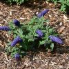Butterfly Bush Pugster Blue - Image 2